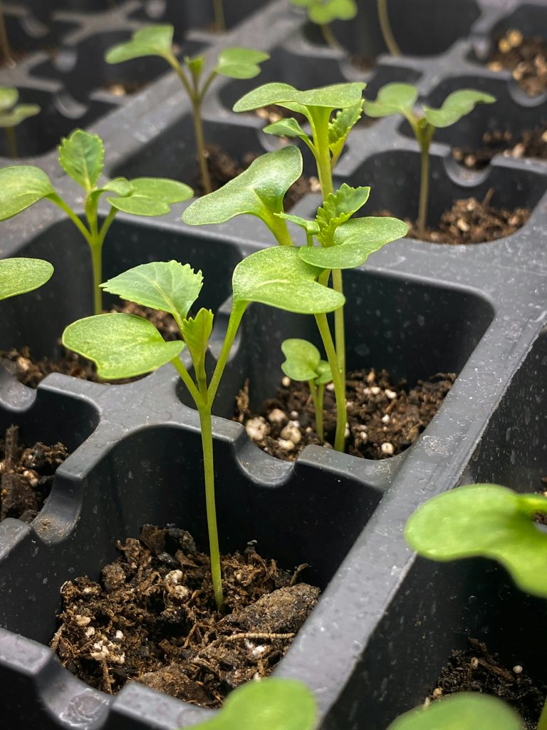 Almacigos